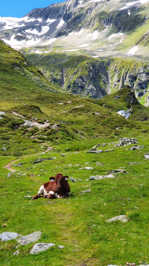 Wanderung Seebachsee Panorama Bergsee mit grasenden Kühen