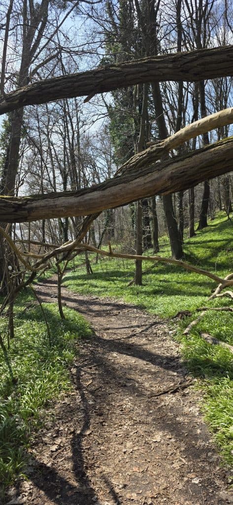 Spazierweg im Wald zwischen Kladow und Sacrow