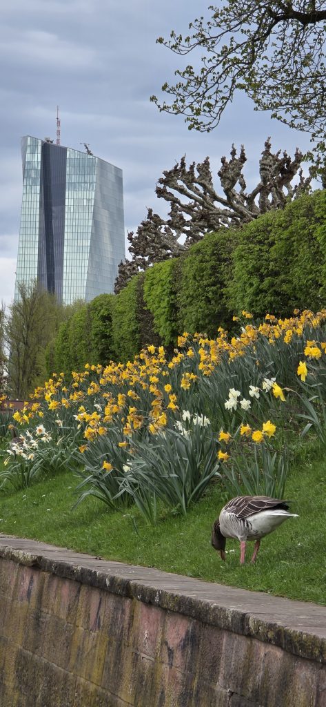 Spazierweg entlang des Mains in Frankfurt mit Natur und Stadtblick