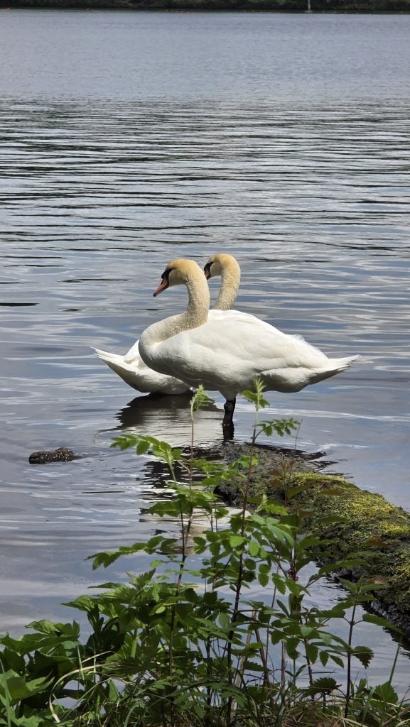 Schwäne und Enten auf der Dahme im Grünauer Forst