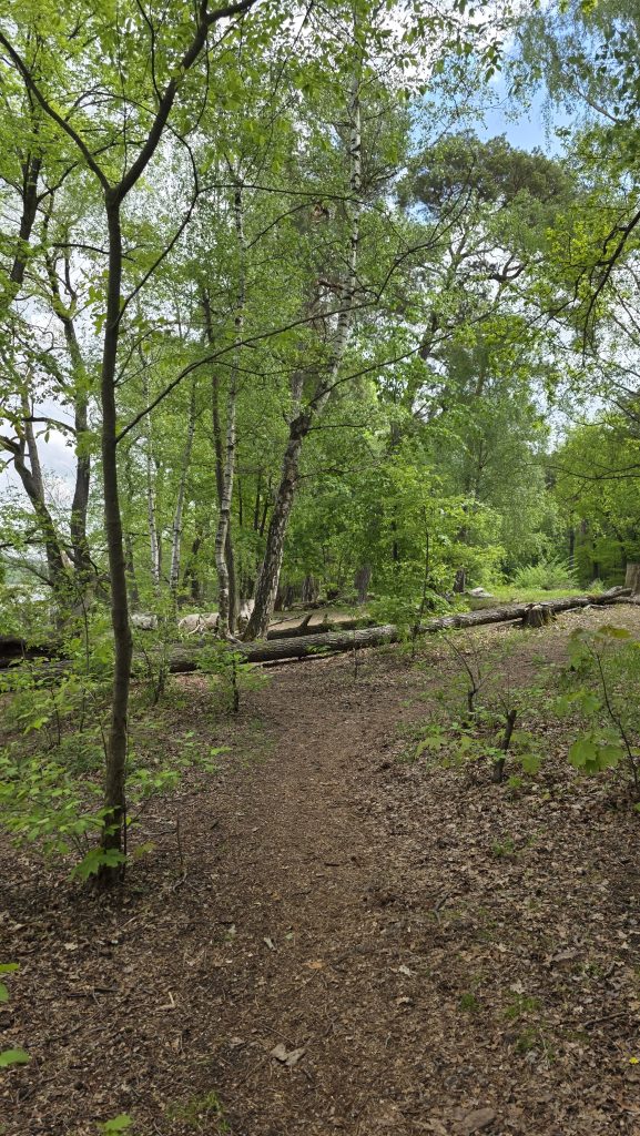 Waldweg im Grünauer Forst mit ruhiger Natur in Berlin