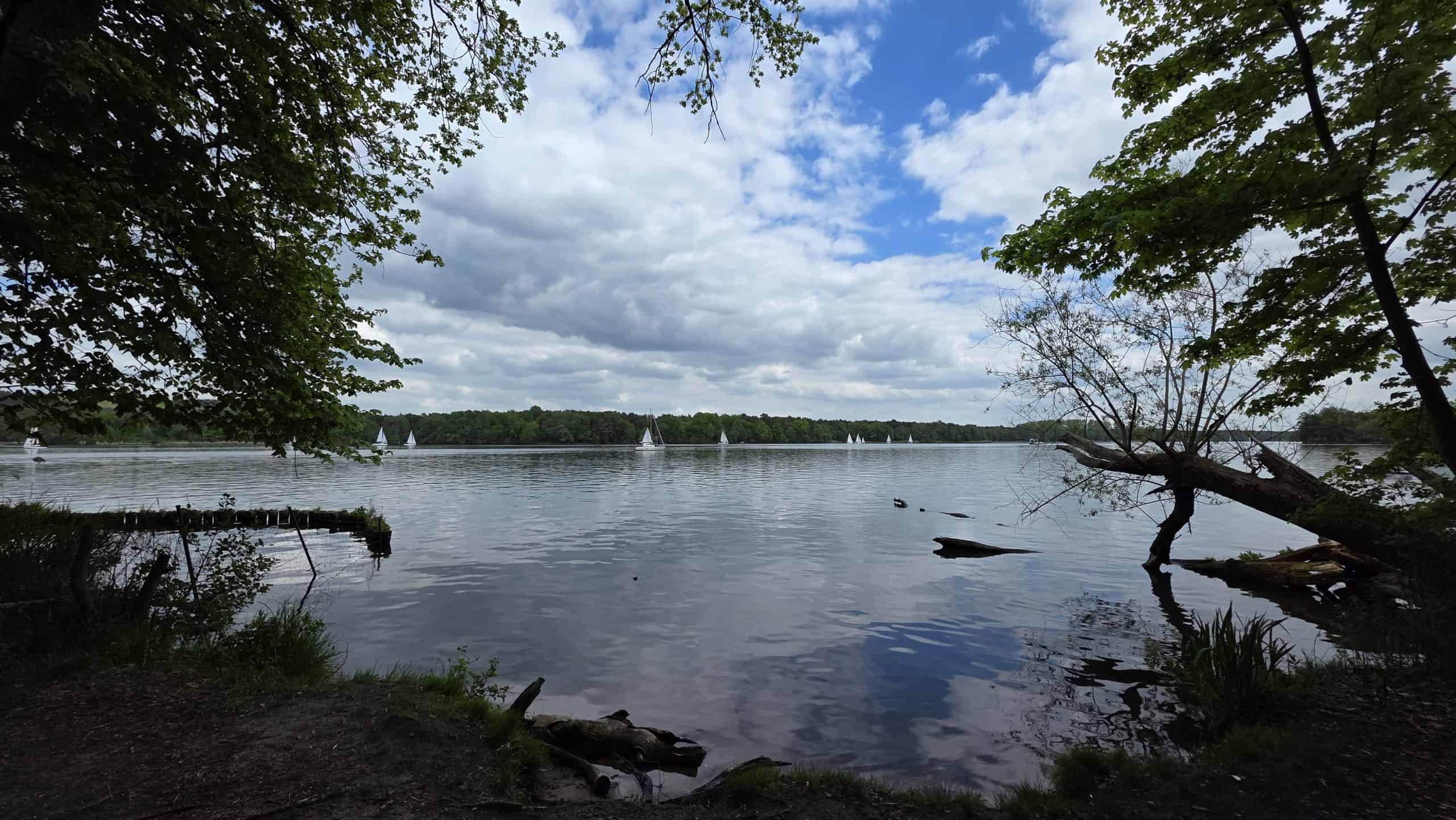 Naturnahe Waldlandschaft im Grünauer Forst Berlin