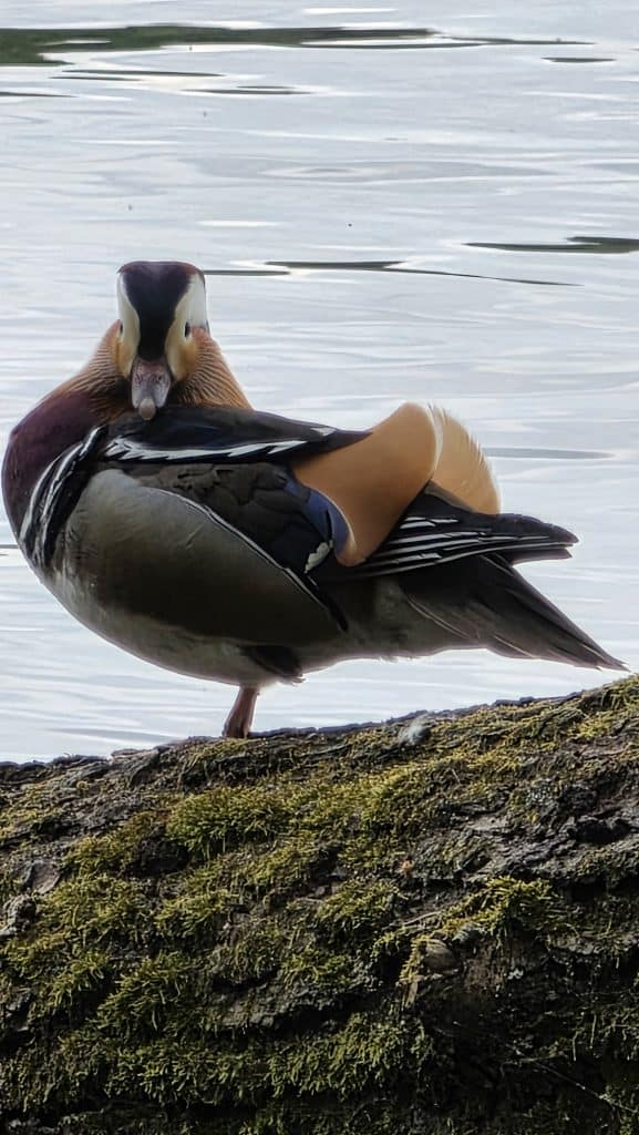 Schwäne und Enten auf der Dahme im Grünauer Forst