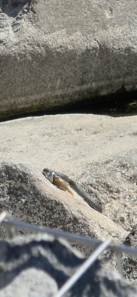 Ringelnatter am Cottbuser Ostsee beim Fressen eines Fisches am Gewässerufer