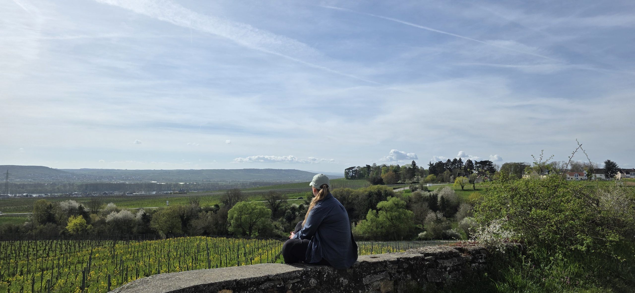 Weinwanderung Rheingau durch die Weinberge bei Oestrich-Winkel