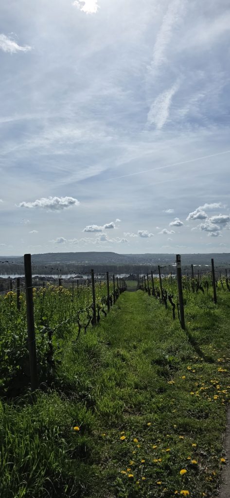 Weinberge mit Aussicht auf den Rhein