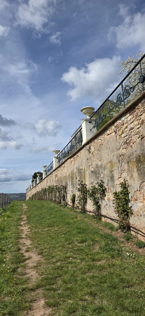 Wanderweg zwischen den Weinbergen im Rheingau