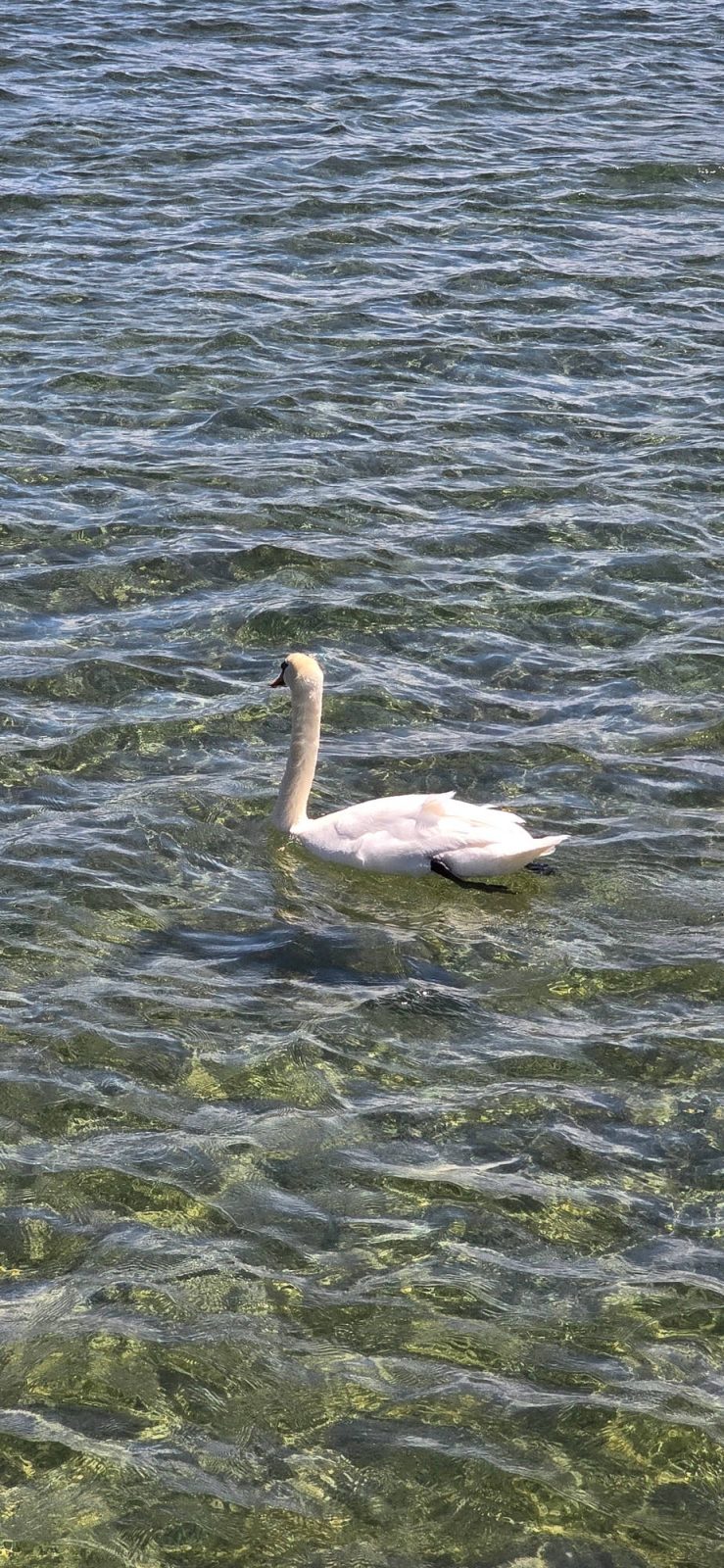 Schwan im Zürischsee