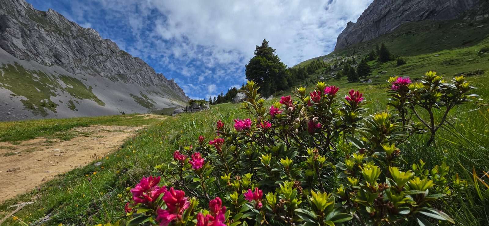 Azaleen am Pilatus