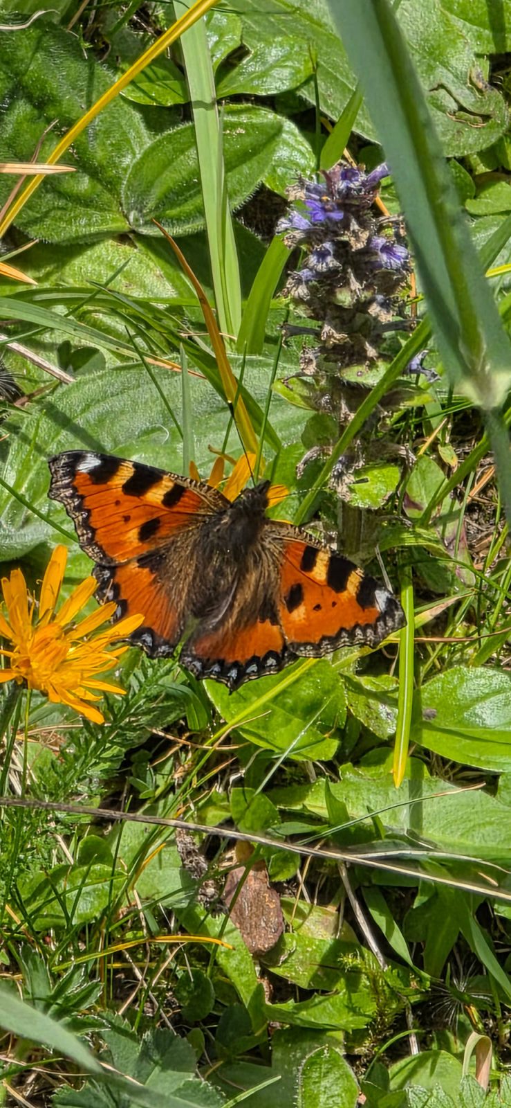 Schmetterling am Pilatus