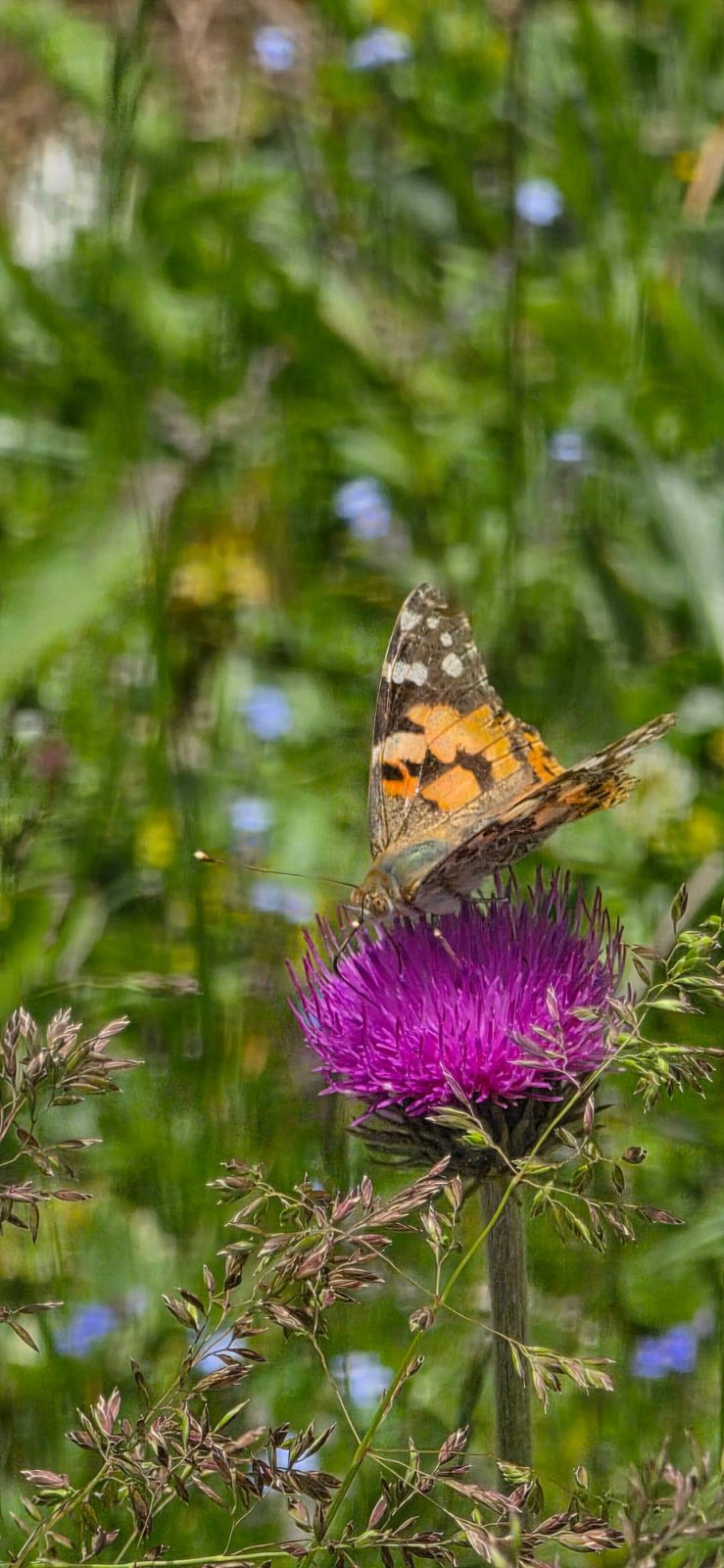 Schmetterling am Pilatus