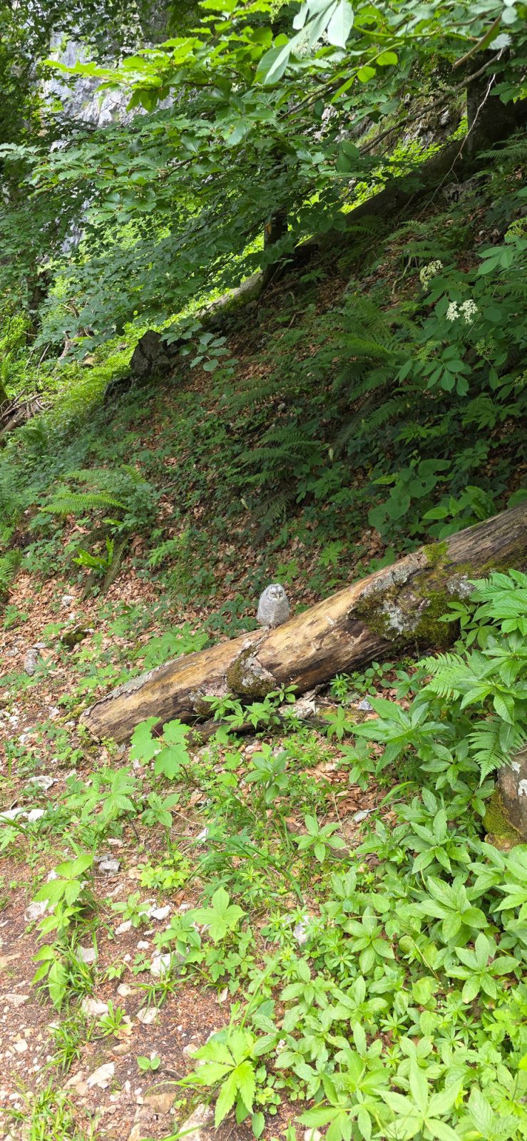 Junge Eule am Wanderweg