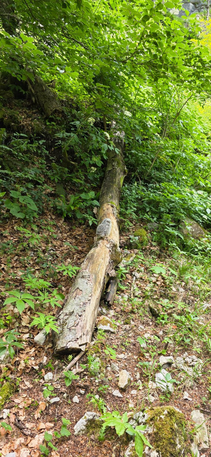 Junge Eule am Wanderweg