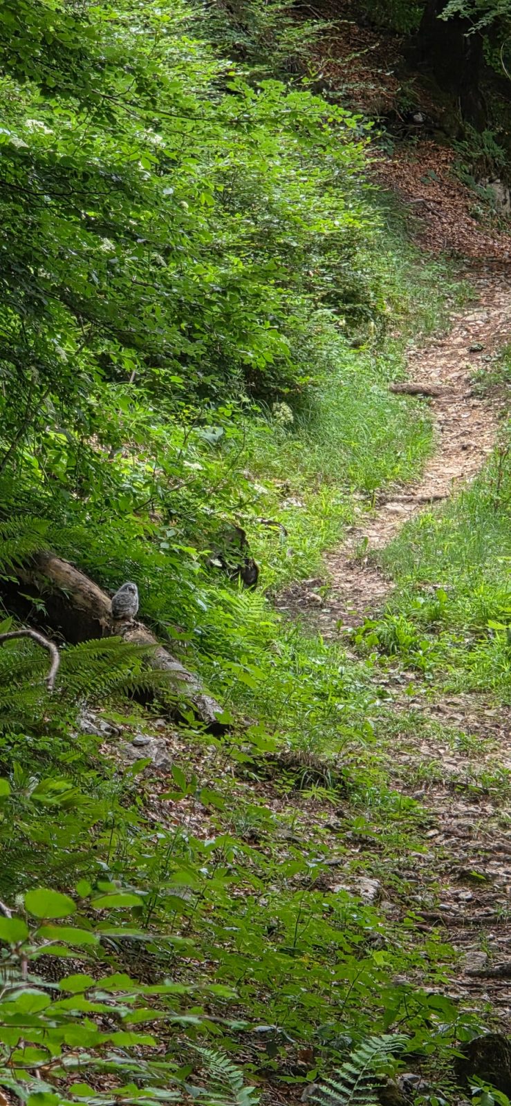 ab durch den wald am Pilatus