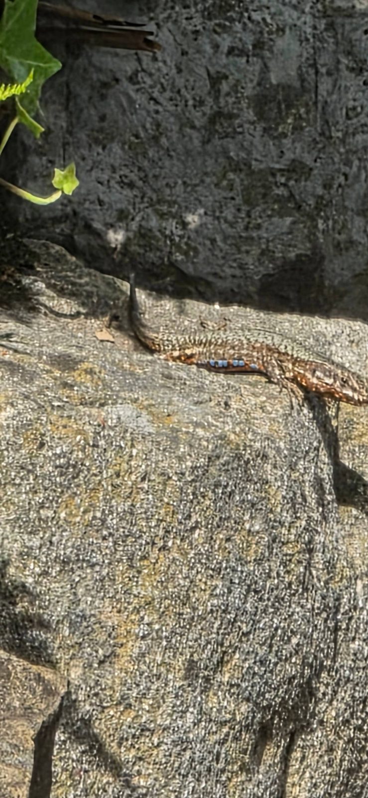 eidechse am Pilatus
