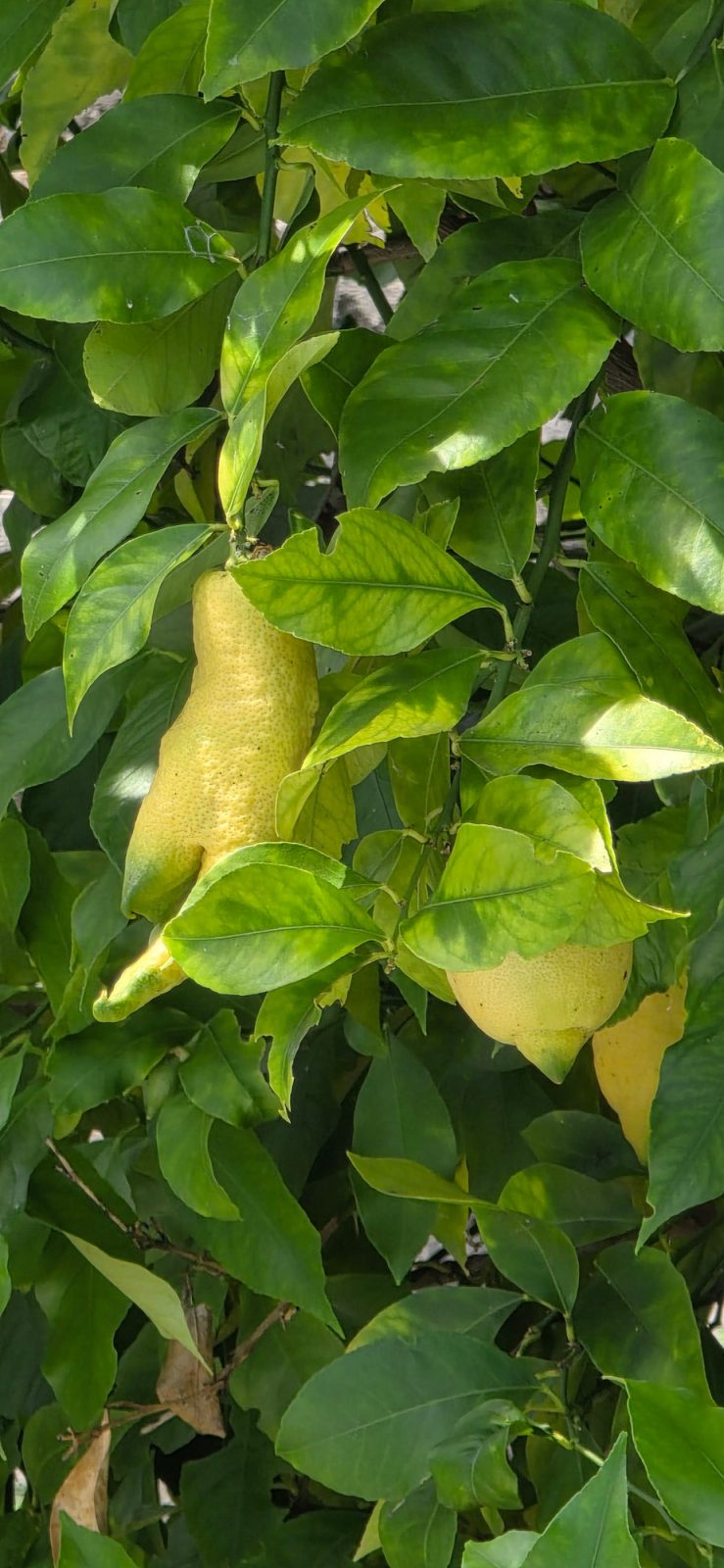 Zitronenbaum