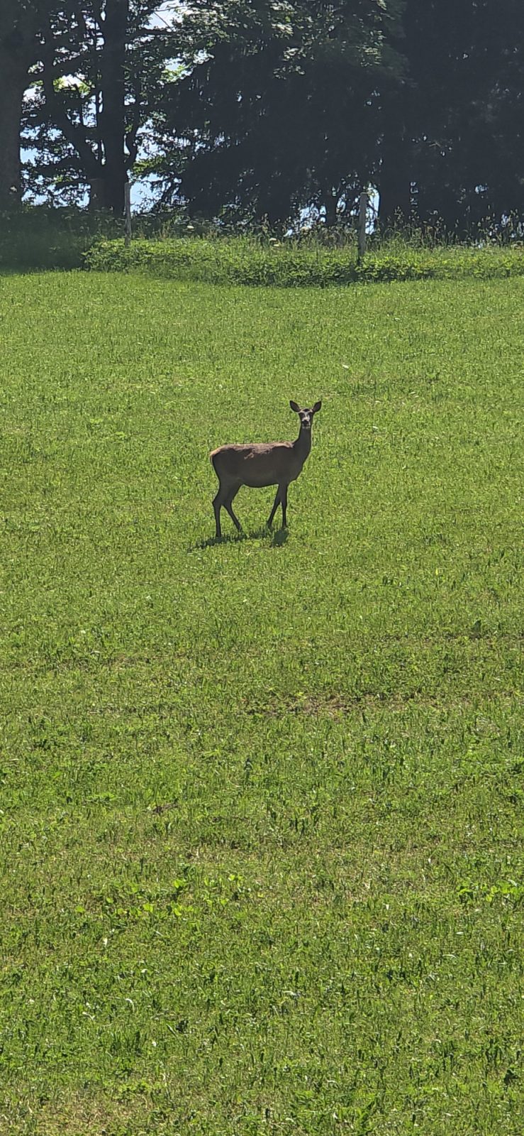 Urlaub auf dem Bauernhof in Graubünden