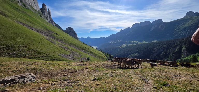 Bollenwees Widderalp Meglisalp Wasserauen