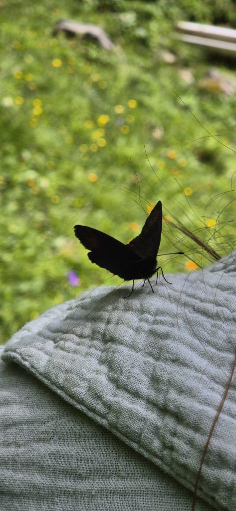 Schmetterling als blinder Passagier