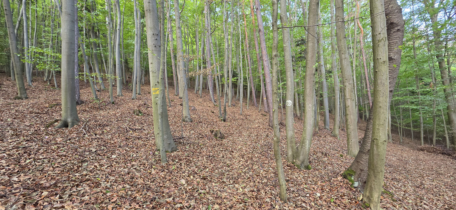 wald