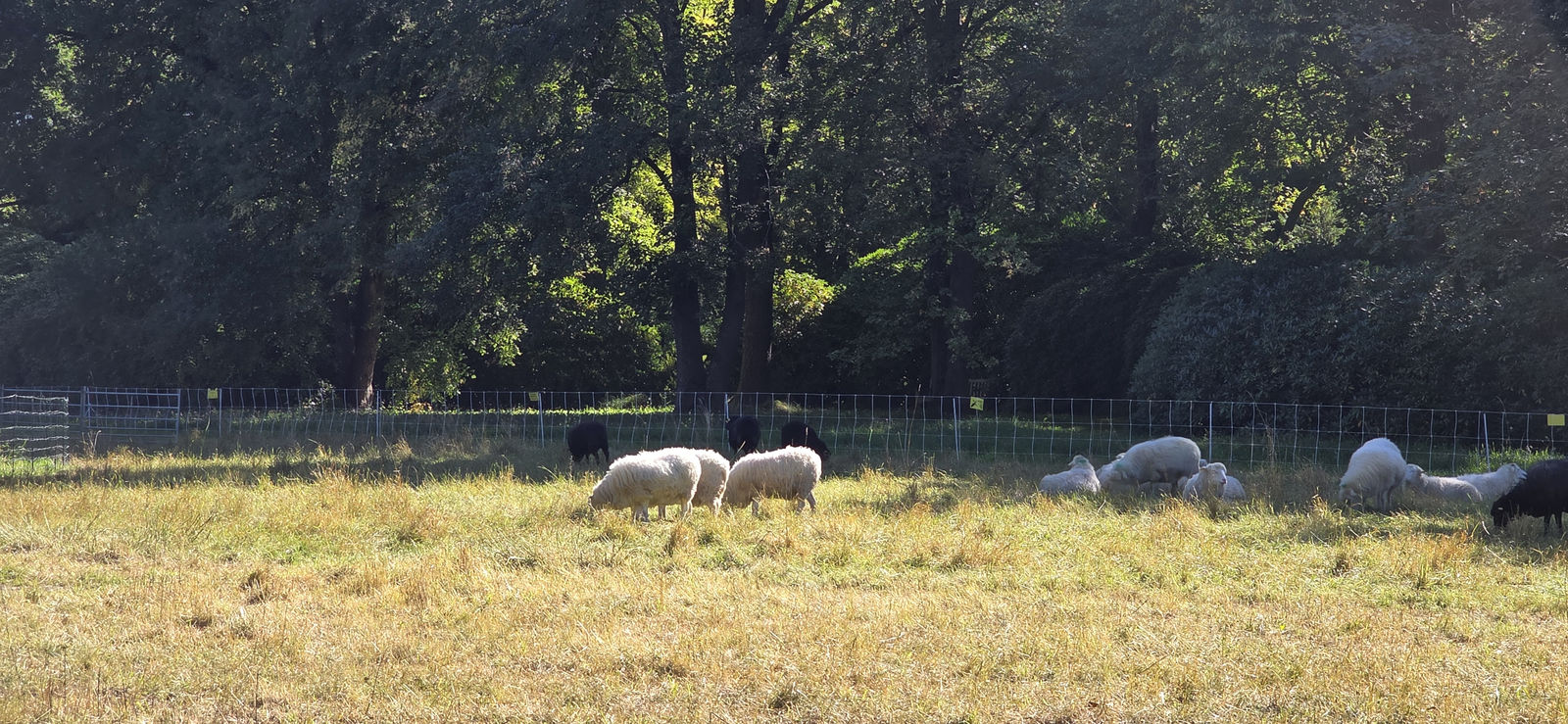 Schafe im Britzer Garten