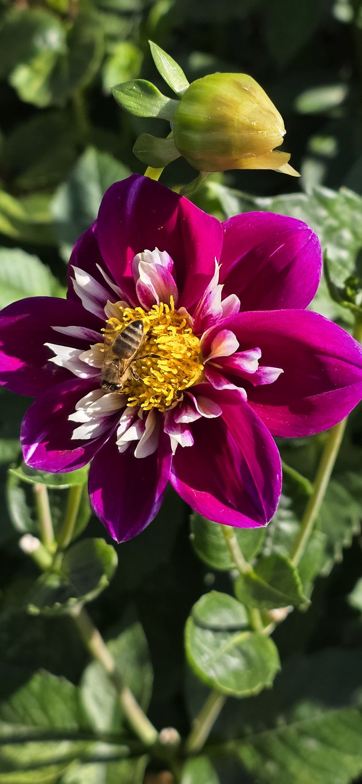 Britzer Garten Berlin