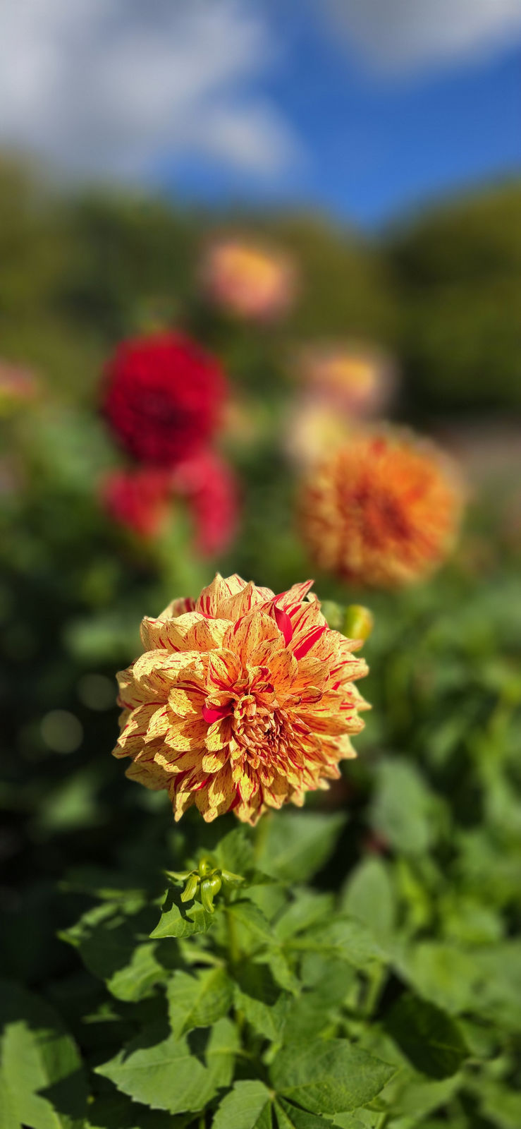 Britzer Garten Berlin