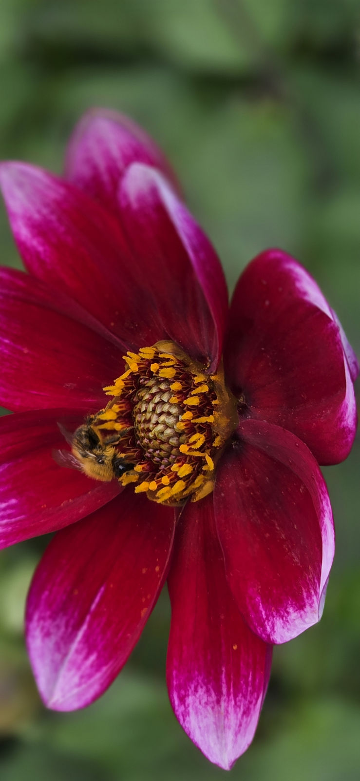 Britzer Garten Berlin